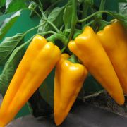 Перец Желтая капия Партнер Ц
