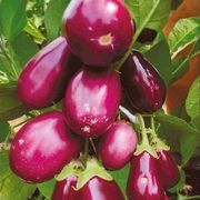 БАКЛАЖАН Сибирский кистевой «СибСад» 20 шт