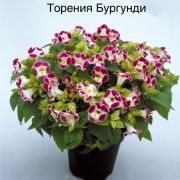 ТОРЕНИЯ KAUAI BURGUNDY «Григорьев»