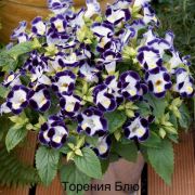 ТОРЕНИЯ KAUAI DEEP BLUE «Григорьев»