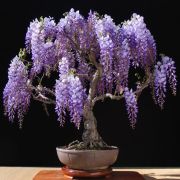 ГЛИЦИНИЯ Китайская «Григорьев»