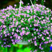 БАКОПА ампельная  Блутопия F1  «Григорьев»