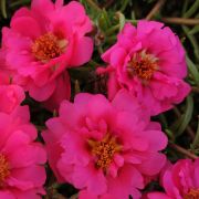 ПОРТУЛАК ампельный HAPPY TRAILS FUCHIA F1 «Григорьев»