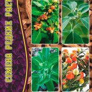 АШВАГАНДА Индийский Женьшень «Григорьев»