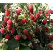 Малина неремонтантная ПШЕХИБА  0,8л