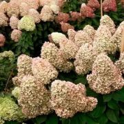 Гортензия Паненка 0,5