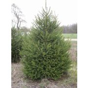 Ель обыкновенная 2л