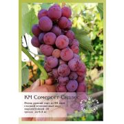 Кишмиш Сомерсет Сидлес