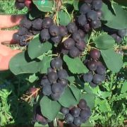 Ирга Ольхолистная Школьный сад 3л  23