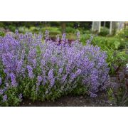 Котовник КИТ КЭТ 0,5л июнь 24