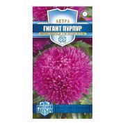 АСТРА Гигант виолет  Гавриш