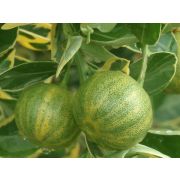 Цитрус комнатный Лимон Вариегата