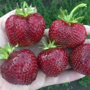 Земляника Мальвина