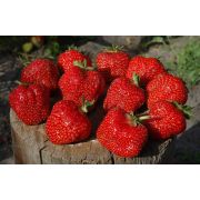 Елизавета (0,2л)  рем. весна 26