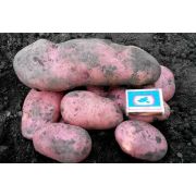 Картофель Сапро Мира  МЕРИСТЕМА ( 1 клубень)