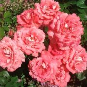 Вай кики (Waikiki)