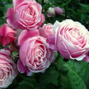 Дитер Миллер (Diter Miller)