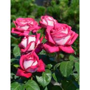 Моника Белуччи (Monika Belluchi)