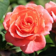 Мами Дитьер (Mamie Dittiere)