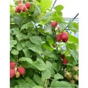 Малина ремонтантная Халлей  0.5л