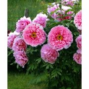 ПИОН древовидный Розовый лотос