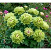 ПИОН древовидный Зеленые бобы