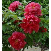 ПИОН древовидный Перламутровые чернила