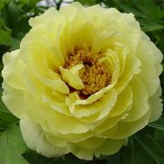 ПИОН древовидный Хай Нун