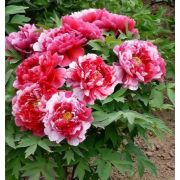 ПИОН древовидный Ред виз пинк