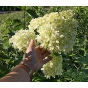 Гортензия Дентель де горрон С3 23