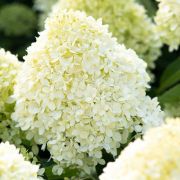 Гортензия Коттон крем С3 24г