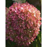 Гортензия Жемчужина фестиваля 2л л 24г