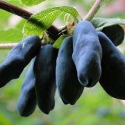 Жимолость Бакчарский великан