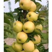 Яблоня - колонка Белое сладкое