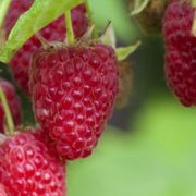 МАЛИНА ремонтантная Делнива  0,5л