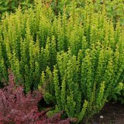 Барбарис Эректа 0,5л