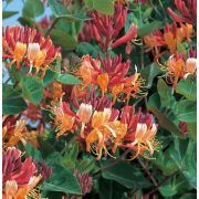 Жимолость вьющаяся	Голдфлейм 0,5л