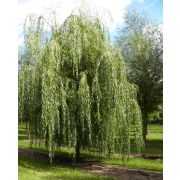Ива	Плакучая 0,5л