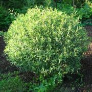 Ива	Свердловская  извилистая 0,5л