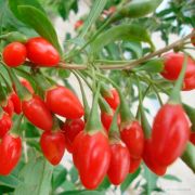 Дереза  обыкновенная	Гинко Билоба 0,5л