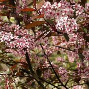 Черемуха краснолистная Колората 0,5