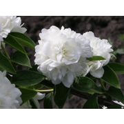 Чубушник Помпон 0,5л