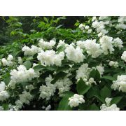 Чубушник Букет Мотыльков 0,5л