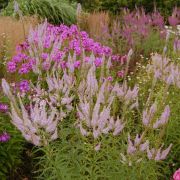 ВЕРОНИКАСТРУМ  Лавендертурм 0,5л