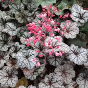 Гейхера  Глиттер 0,5л