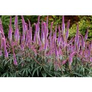 ВЕРОНИКАСТРУМ Эрика 0,5л