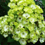 Флокс метельчатый Бабье лето 0,5л