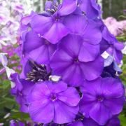 Флокс метельчатый Никольский 0,5л