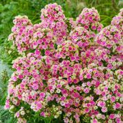 Флокс метельчатый Орхид Йеллоу 0,5л