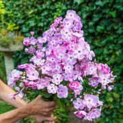 Флокс метельчатый Геркулес 0,5л